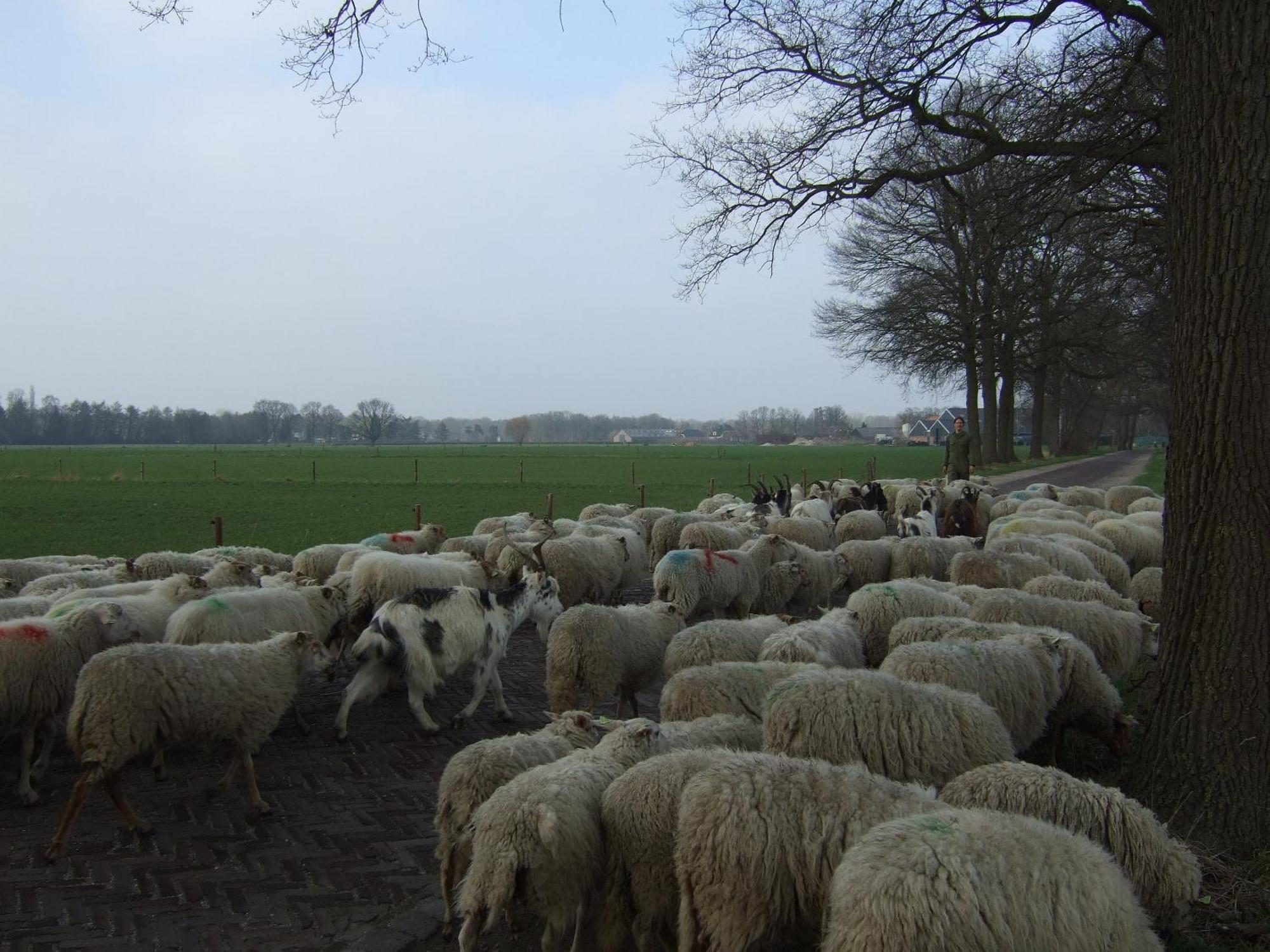 Logies den Heijkant Moergestel Rom bilde